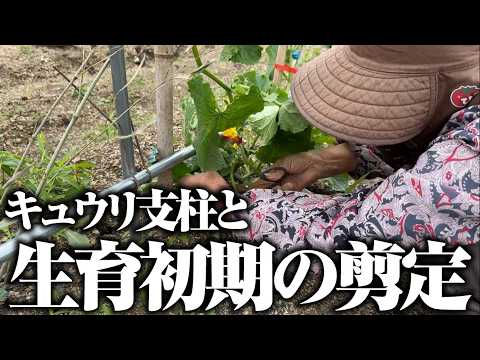 キュウリの支柱を立てました【夏すずみ】【夢そだち】