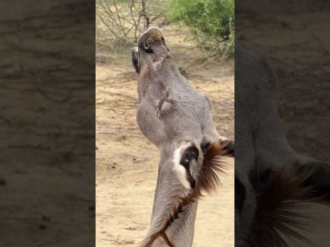 #trendingshorts #janwar #petsupplies