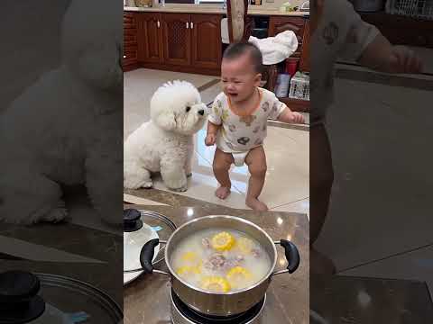 這狗子哄娃有一手 #家有熊孩子<strong>和</strong>毛孩子系列 #人類幼崽<strong>和</strong>比熊 #萌寵萌娃大作戰 #剪映