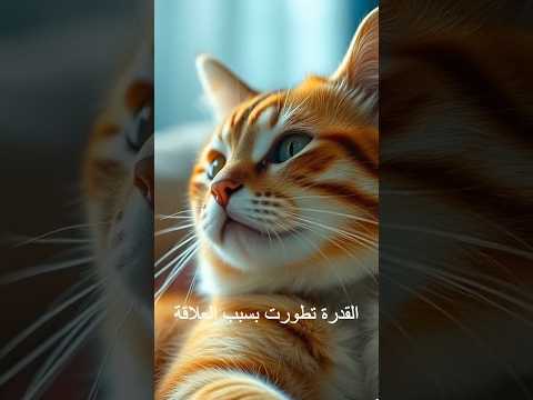 هل تعلم أن القطط يمكنها تمييز صوت صاحبها من بين آلاف الأصوات؟