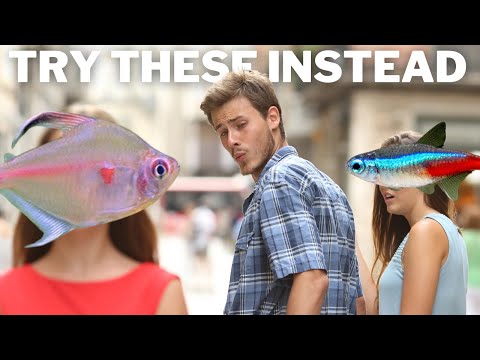 9 Uncommon Tetra Species to Try Instead of Neons G'Day Legends,

The classic go-to tetras in the hobby that everyone knows and loves are Rummynose, N
