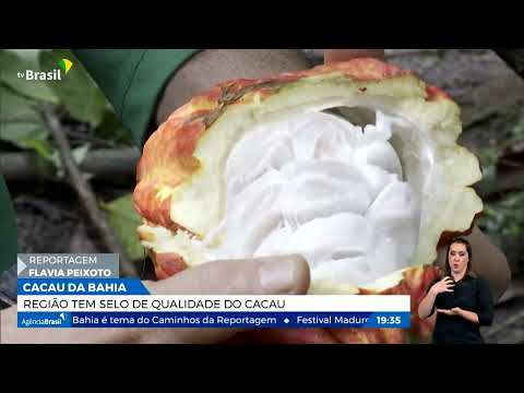 Cacau da Bahia tem selo de qualidade