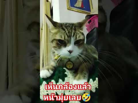 #ทิกเกอร์เบื่อเสียงแม่🤣🤣🤣🤣