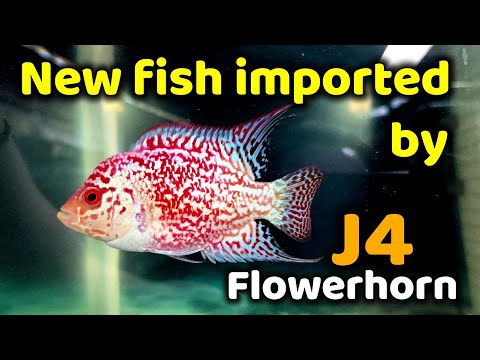 NEW FISH FROM J4 FLOWERHORN + BREEDING THEM!!! Join me guys as we add in new fish into the fish room from J4 Flowerhorns!