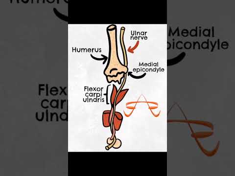 Ulnar nerve  #anatomyvideos #biology #science #anatomy #neurocom