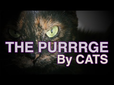 THE PURGE (Kitten Version) - THE PURRRGE - UCPIvT-zcQl2H0vabdXJGcpg