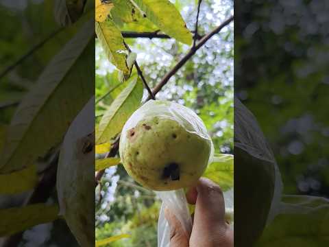 🍃ആദ്യത്തെ അടക്കാപഴം🍐😋#guava #fruits #subscribenow #guavabenefits #guavafruits #trendingsong