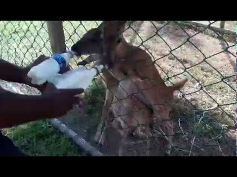 bottle feeding a rescued baby deer by officials