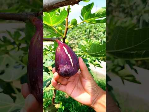 Enjoy expertly selected fresh fruits 🍉🍎🍓🥭 #shorts #sweets #fresh #fruitsandveggies