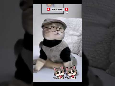 dancing cat #cat #kitten #cute #trending