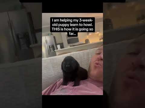 The Most Hilariously Cute Dog#funnydogs#cute#doglover#FunnyCuteDog#AdorablePuppy#FunnyCuteDog