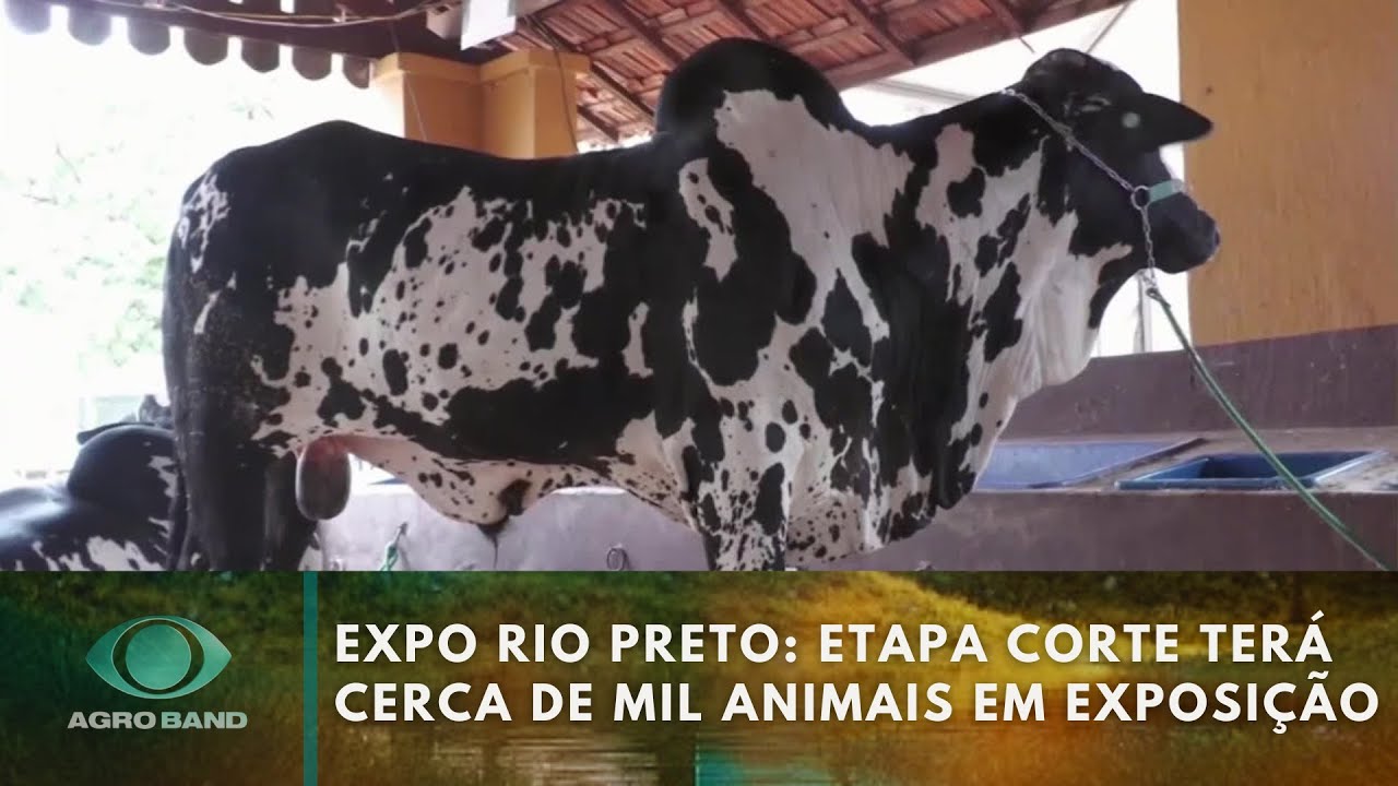 EXPO Rio Preto etapa corte terá cerca de 1 mil animais em exposição