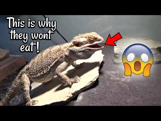 How to Get My Bearded Dragon to Eat