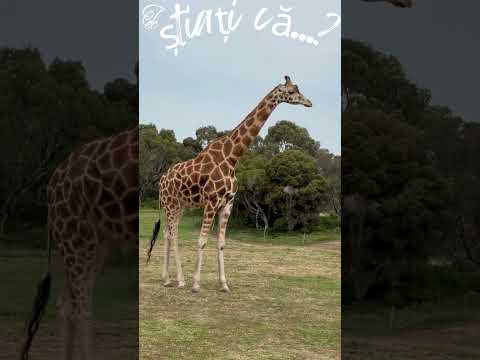 #FAUNA – #Știați că...? #Girafa