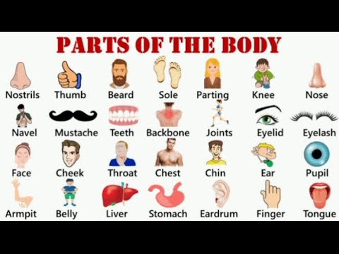 Body parts Name | body parts name in english and hindi with pictures शरीर के अंगोंके नाम?
