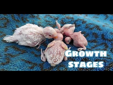 Budgies (parakeet) baby growth stages one month | Birds baby growth stages day