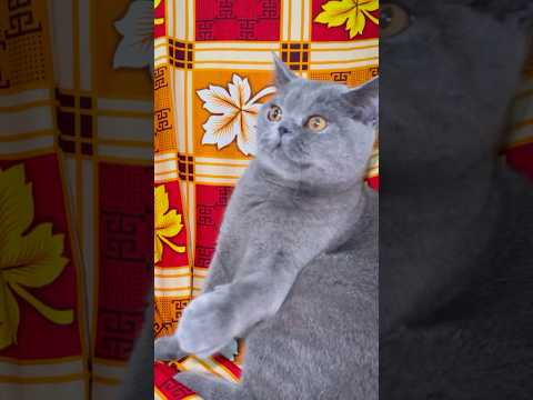 Tiny Kitten, Big Attitude 😼🐱 | Cute Playing Moment