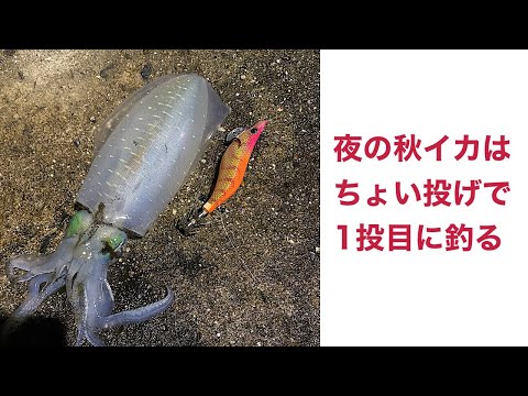 【しまなみ海道】夜の秋イカはちょい簡単【エギング】