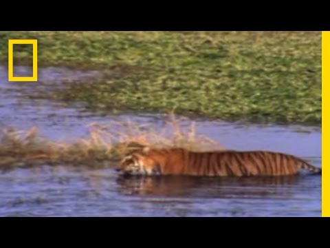 JAWS vs. CLAWS | National Geographic - UCpVm7bg6pXKo1Pr6k5kxG9A