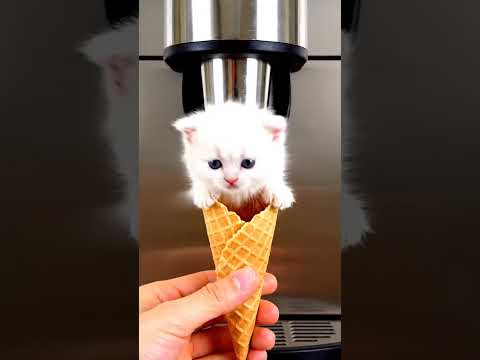Kitten meowing to attract cats #shortvideo