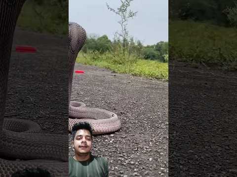 A disabled duckling helps his cat friend🐥#DuckRescue #CuteAnimal #AnimalRescue