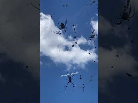 SCARY Spiders Hang Over Australian Street! #Spiders #Shorts - UCPIvT-zcQl2H0vabdXJGcpg