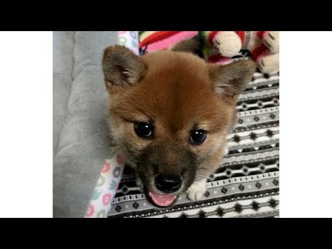 【誕生日記念】柴犬が私たちにもたらしてくれたもの