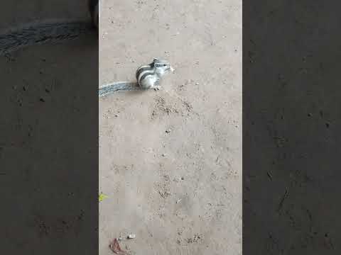 animal lover#shortvideo