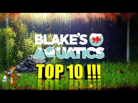 Easy Aquarium Plants For Planted Tank Beginners Easy Aquarium Plants For Planted Tank Beginners

In this video, I have collaborated with an amazing 