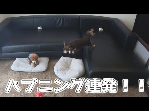 Dキッズtv トイプードル チワワ家の最新動画 Youtubeランキング