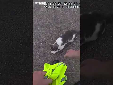 US Police officer rescues injured kitten