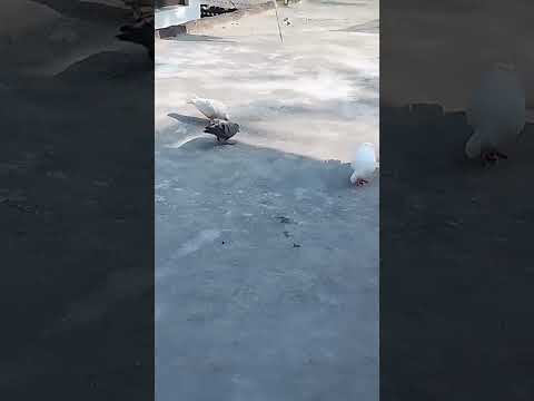 #bollywood #love #Hindi song #song #pigeon #Bollywood songs🕊️🦅✔️🙆🦅💍