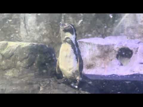 Humboldt Penguin at the Grand Mazatlán Aquarium