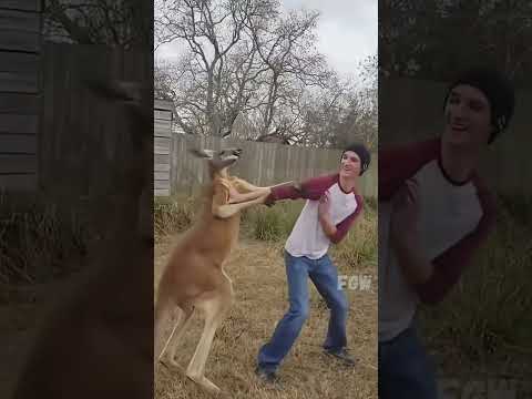 Animals Being Derps Try Not to Laugh #funny #animals #shorts