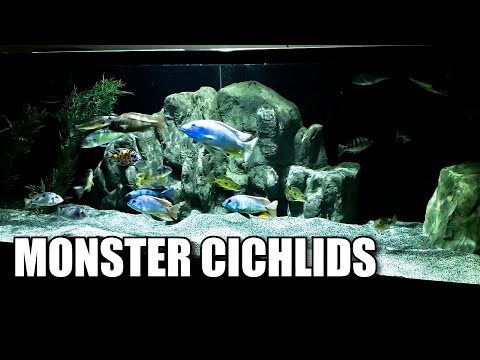 VIDEOS ARE BACK!! 4 NEW AFRICAN CICHLID GROUPS ADD Its been 2 months, but the channel is coming back to life!! Expect consistent content starting next 