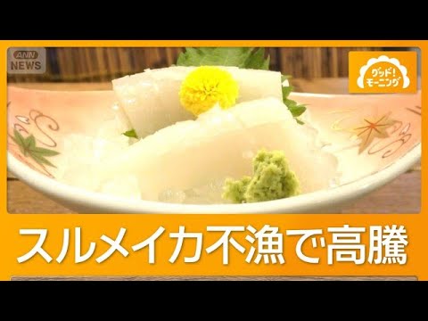 スルメイカ高騰　1杯3800円も　漁獲量減少、海水温上昇とクロマグロが脅威に【グッド！モーニング】(2026年7月21日)