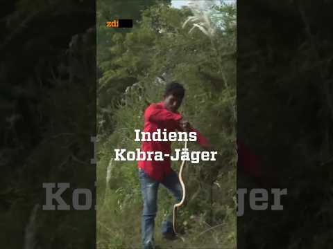 Indiens Schlangenjäger: Auf der Suche nach der Kobra #zdfinfo #schlangen #indien
