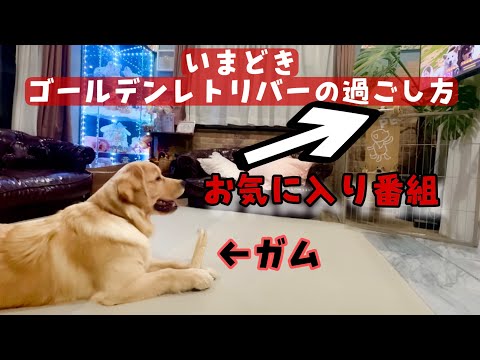 今どきゴールデンレトリバーのくつろぎ方はほぼ人間