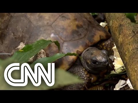 Brasil tem 25% da floresta nativa de Mata Atlântica | JORNAL DA CNN