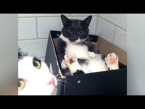 NO WAY you can WATCH  & NOT LAUGH! - Super FUNNY CATS - UCKy3MG7_If9KlVuvw3rPMfw