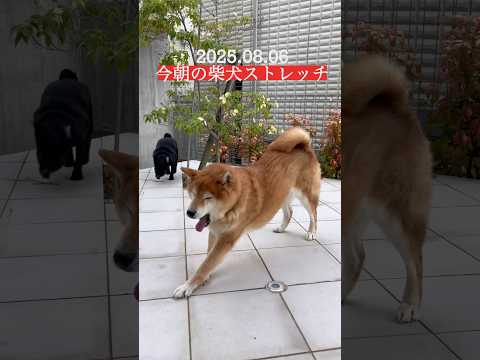 水曜日🐶 #わんこ #shibainu #doggie #柴犬 #shiba #stretch #yoga #ストレッチ #ヨガ #routines #トレーニング #healing #癒し #犬 サムネイル