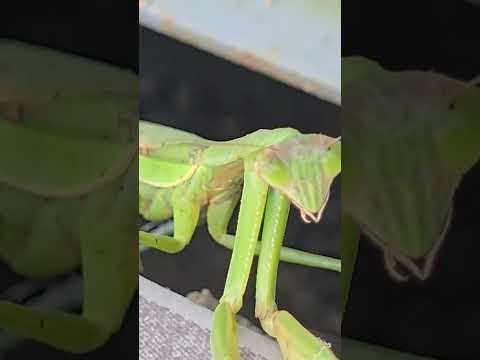 The instinct of a locust