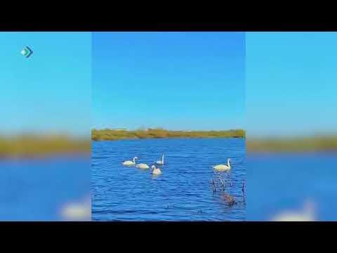 Животные всё чаще попадают в объективы жителей Коми.