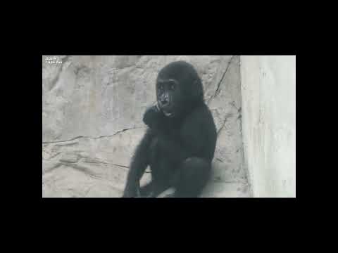 台北市立動物園の小猿リンゴ（1歳3ヶ月）がきゅうりを食べる様子｜家族の大きなゴリラも登場 サムネイル