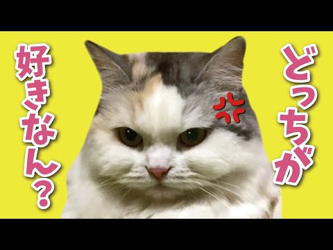 猫の動画サムネイル - ツンデレ猫がやきもちをやくと大変なことになります【関西弁でしゃべる猫】【猫アテレコ】