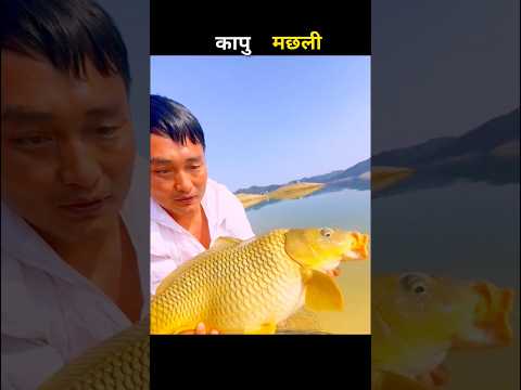 कापू मछली 😱 #aivideo #fishing #fascinatinginformation #amazingfacts #fishinglife #youtubeshorts