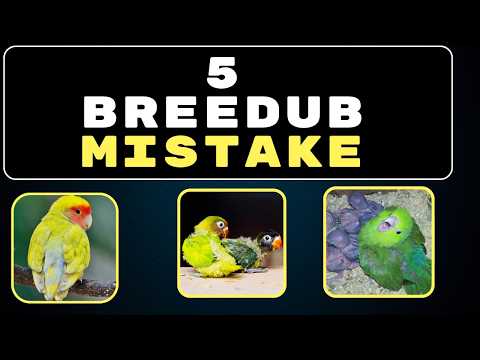 5 Deadly Mistakes Lovebird Breeders Make! (Stop Losing Chicks Today)