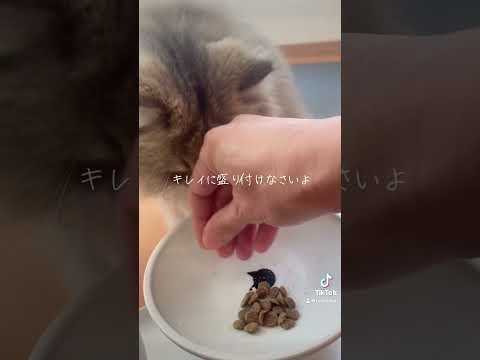 ペルシャ猫の食事　Persian's breakfast #ママクック #フリーズドライ #砂肝ミックス #shorts