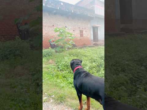 Aggressive Rottweiler vs Desi Kallu | Intense Battle 😱 #Rottweiler #DesiDog #DogFightReaction #yt