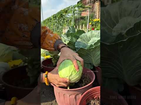 Bắp cải KaKa chịu nhiệt - Rạng Đông seeds #hatgiongrangdong #rangdongseeds